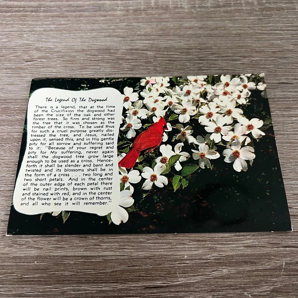 1990 Vintage Legend Of The Dogwood Inspirational Story Postcard Cardinal